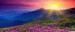 sunrise-a-jarni-kvetiny-tapeta-na-zed-2560x1080_14(1)